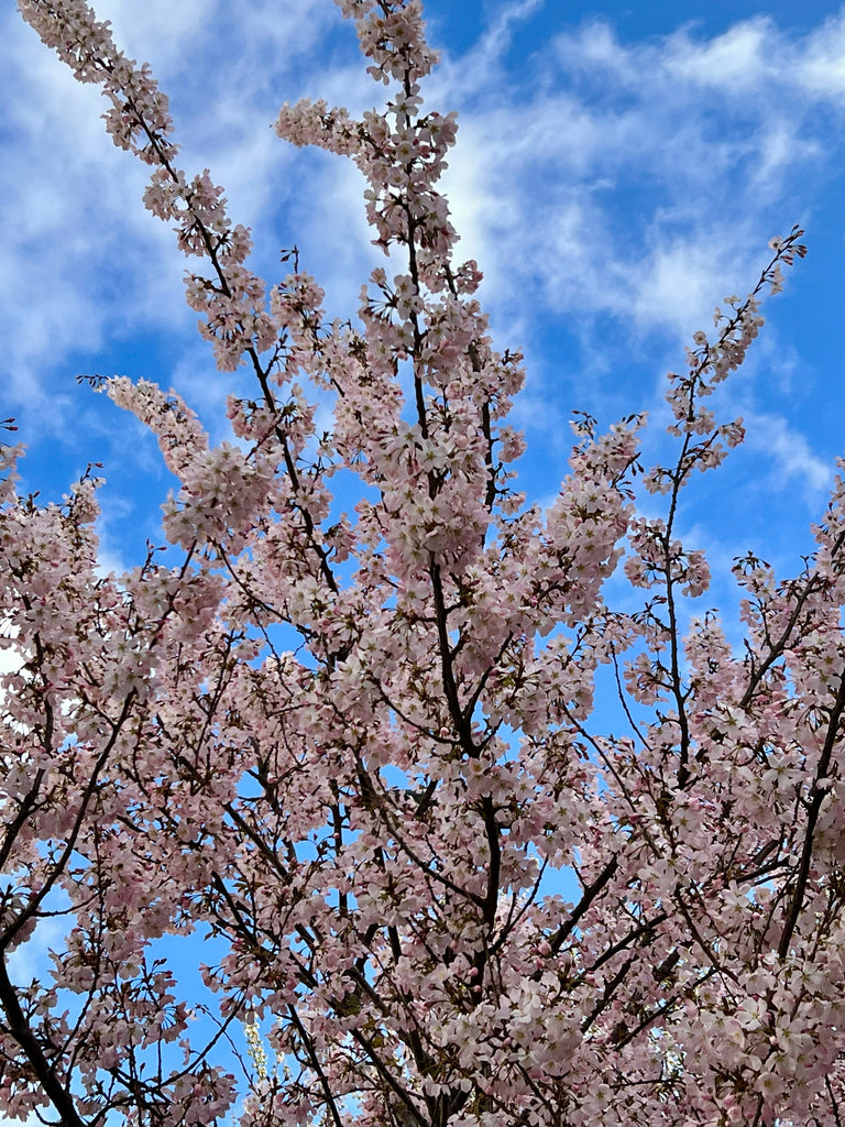 Cherry Blossom Time