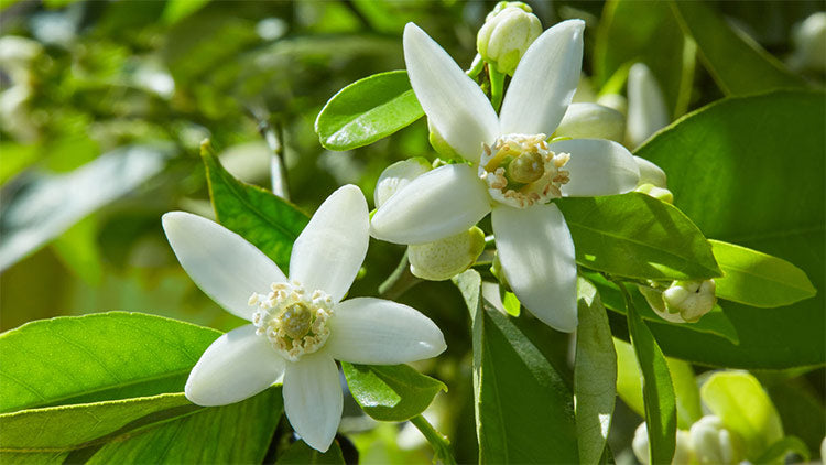 Ingredient Focus: Neroli